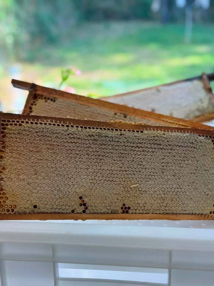 Organic Raw Local Honey Comb